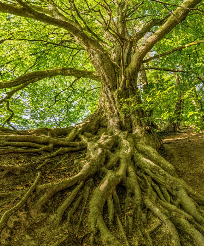 Resilient Growth Tree